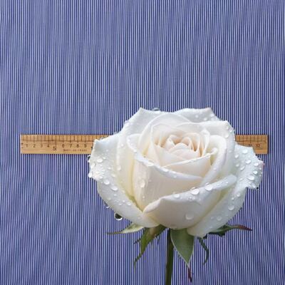 Tissu à rayures teinté en fils de coton durables pour chemises officielles 110 gm